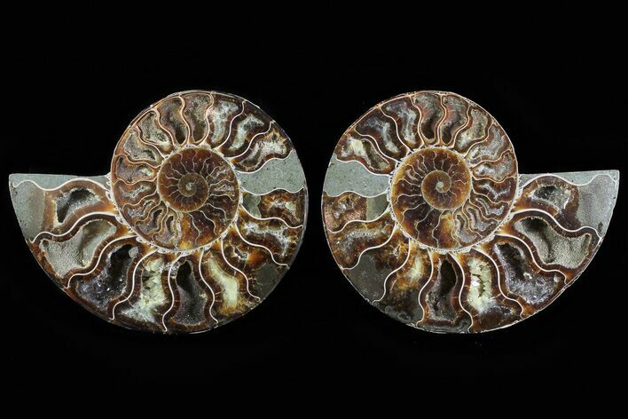 Cut & Polished Ammonite Fossil - Agatized #78568